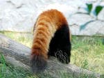 レッサーパンダ